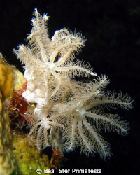 Soft coral close-up, (Xenia sp). Canon Ixy 900. by Bea & Stef Primatesta 